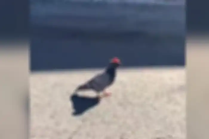 Salah satu burung merpati dengan topi koboi yang ada di Las Vegas