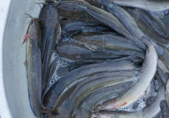 Pantas Rasanya Kok Beda Kalau Masak Sendiri dengan Beli, Ternyata Ini Rahasia Pedagang Masak Ikan Lele Agar Lendir dan Amisnya Hilang, Kuncinya Pada Saat Dicuci