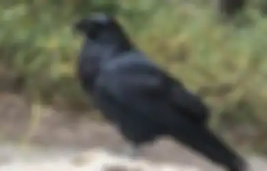 Tiba-tiba Seekor Burung Gagak Nyelonong Masuk dan Berputar-putar di dalam Rumah, Wanita Ini Langsung dapat Kabar Buruk dari Keluarganya, Inilah Arti 5 Macam Burung Masuk ke Rumah Menurut Primbon Jawa