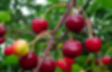 Jadi Buah dengan Harga Fantastis hingga Jutaan Rupiah, Buah Kersen Ternyata Miliki Banyak Manfaat Kesehatan!
