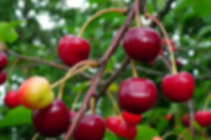 Manfaat buah kersen alias talok
