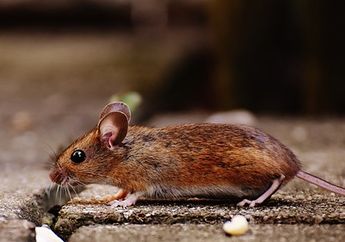 Nyesel Baru Tahu Sekarang, Sederet Cara Mudah Ini Ternyata Ampuh Usir Tikus yang Sembunyi di Lemari Dapur, Wajib Dicoba!