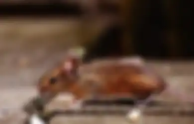 Nyesel Baru Tahu Sekarang, Sederet Cara Mudah Ini Ternyata Ampuh Usir Tikus yang Sembunyi di Lemari Dapur, Wajib Dicoba!