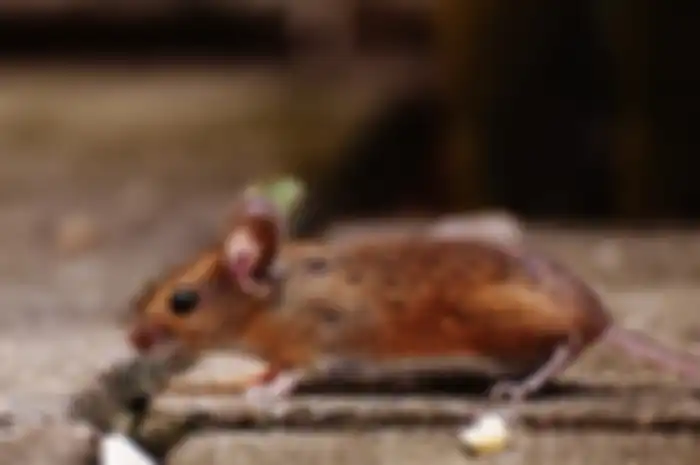 Cara usir tikus yang sembunyi di lemari dapur.