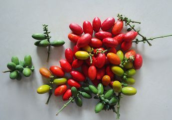 Rebus Daun Melinjo Kemudian Minum Airnya, Pasti Kaget Khasiatnya Bikin Penyakit Mematikan ini Tak Berani Serang Tubuh!