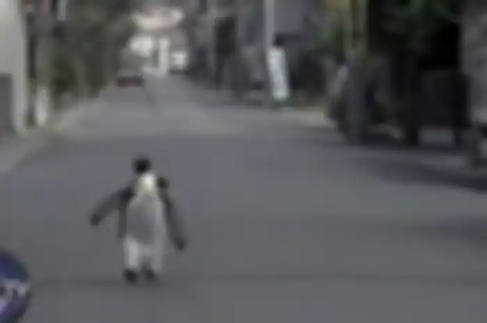 Lala, penguin peliharaan di Jepang yang suka jalan-jalan dan beli ikan di toko