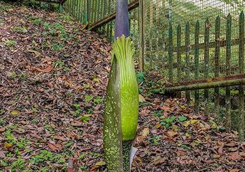 Jadi Kado Terindah, Bunga Bangkai Tumbuh Tepat saat HUT ke-171 Kebun Raya Cibodas