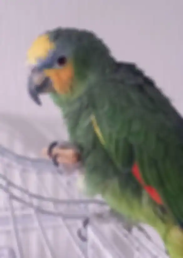 Charlie si burung beo
