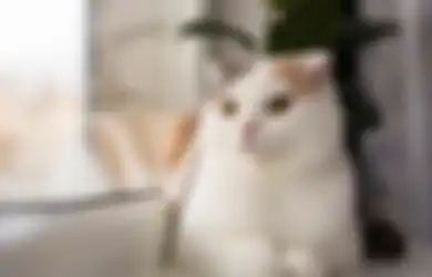 Kucing Kencing Sembarangan Dalam Rumah? Berikut Ini 5 Cara Mengatasinya