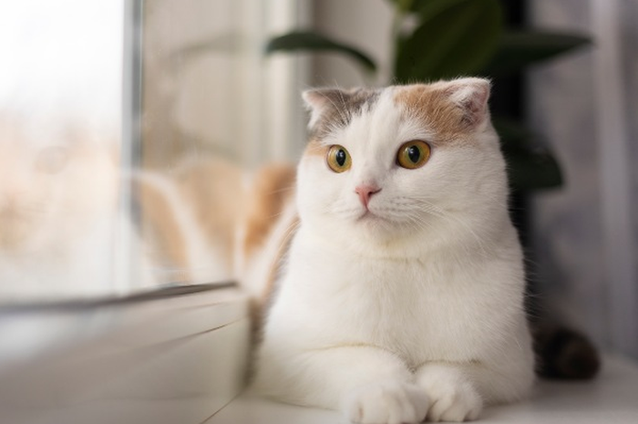 Ilustrasi kucing
