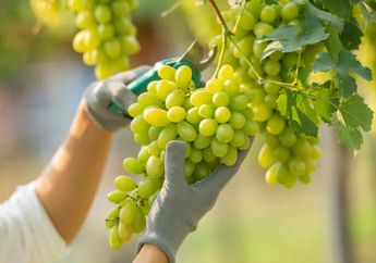 Arti Mimpi Memetik Buah Anggur, Bersenanglah Usaha Anda Akan Berbuah Manis, Mimpi yang Diidamkan Akan Terwujud!