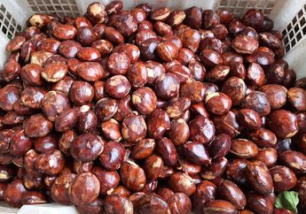 Nyesel Baru Tahu Sekarang, Ternyata Begini Cara Masak Jengkol Supaya Empuk Seperti Buatan Warteg, Lakukan Satu Hal Ini Sebelum Menumis