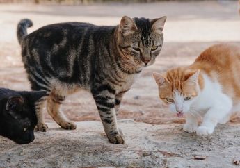 Arti Mimpi Menabrak Kucing, Pertanda Baik atau Buruk?