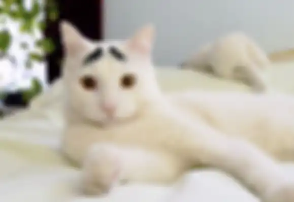 Ilustrasi kucing yang punya tanda unik