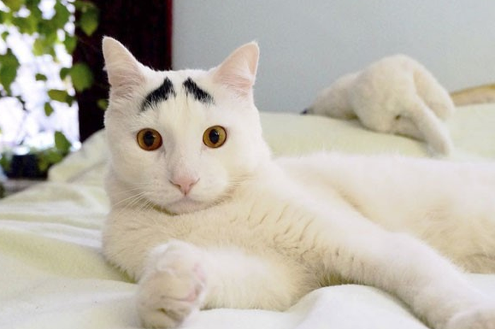 Ilustrasi kucing yang punya tanda unik