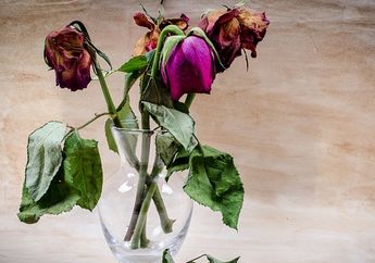 Arti Mimpi Bunga Layu Isyarat Hal Buruk Akan Terjadi? Simak Tafsir Lengkapnya!