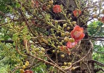 Mekar di Kebun Raya Purwodadi, Inilah Cannon Ball Tree, Pohon Cantik Tempat Beristirahat Sang Buddha Siddharta Gautama