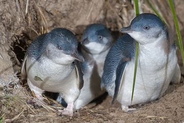 Penyebab Ratusan Penguin Kecil Mati Misterius di Selandia Baru Terkuak