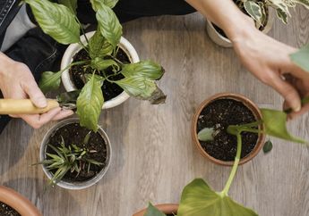 Stop Membuang 5 Jenis Sampah Dapur Ini, Yuk Manfaatkan untuk Kesuburan Tanaman!