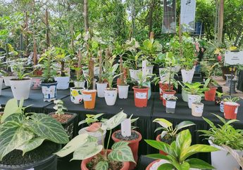 Jadi Tanaman yang Digandrungi di Tengah Pandemi, Kontes Aroid Nasional 2021 di Depok Diikuti Peserta dari Berbagai Daerah di Indonesia