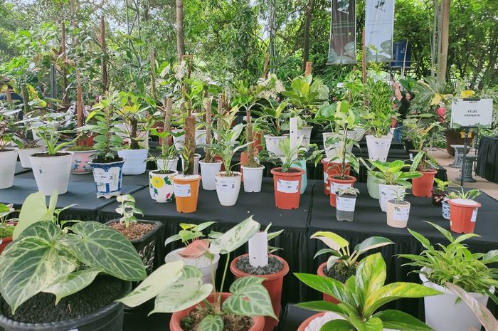 Kontes Aroid Nasional 2021 di Godong Ijo, Bojongsari, Depok, Minggu (4/4/2021) 