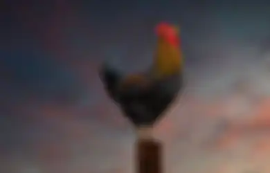 Tiba-tiba Dengar Ayam Berkokok di Malam Hari, Pria Ini Alami Hal tak Terduga Ini Keesokan Harinya, Bukan sekadar Mitos ternyata Ada Penjelasan Ilmiah Dibaliknya
