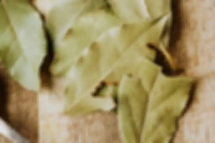 Daun salam