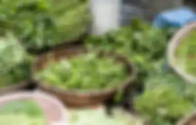 Kerap Dilakukan Banyak Orang, Mencuci Kangkung dengan Cara Ini Ternyata Salah Besar loh, Yuk Simak Ulasannya!