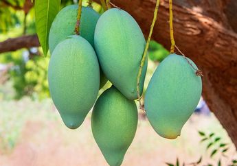 Luar Biasa! Makan Mangga Setiap Kali Sahur di Ramadan 2022 Bisa Membuat Tubuh Berenergi Seharian, Ini Penjelasan Ahli