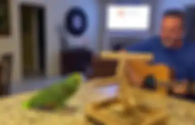 Viral Tico Si Burung Beo Nyanyikan Lagu Led Zeppelin 'Stairway to Heaven'