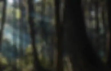 Dikiranya Hilang Berhari-hari Diculik Makhluk Halus, Orang Rimba Ditemukan Setelah Pencari Rumput Cium Bau Busuk dari Hutan, Kondisinya Sudah Mengenaskan