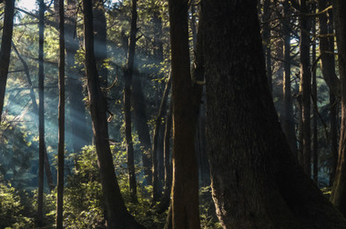 Kisah TKI yang tersesat di hutan untuk kembali ke Indonesia dengan nekat berjalan kaki. Berhasilkah mereka?