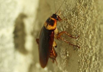 Coba 5 Cara Mudah Usir Kecoak dan Serangga Berkembang Biak di Wastafel dan Sudut Dapur