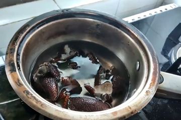 Bak Kejatuhan Durian Runtuh! Padahal Cuma Pungut Kulit Salak Lalu Rebus di 1 Liter Air, Pria ini Ucap Alhamdulillah Gak Perlu Beli Obat Mahal Lagi