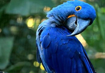 Arti Mimpi Memelihara Burung Beo Punya Makna Beragam, Salah Satunya Pertanda Baik yang Berkaitan dengan Komunikasi dan Kecerdasan