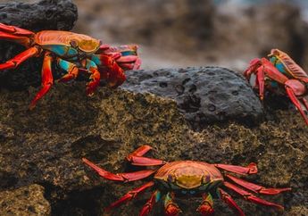 Arti Mimpi Kepiting Ada Kaitannya tentang Nasib Sebuah Hubungan, Apakah Sesuatu yang Baik Akan Segera Datang?