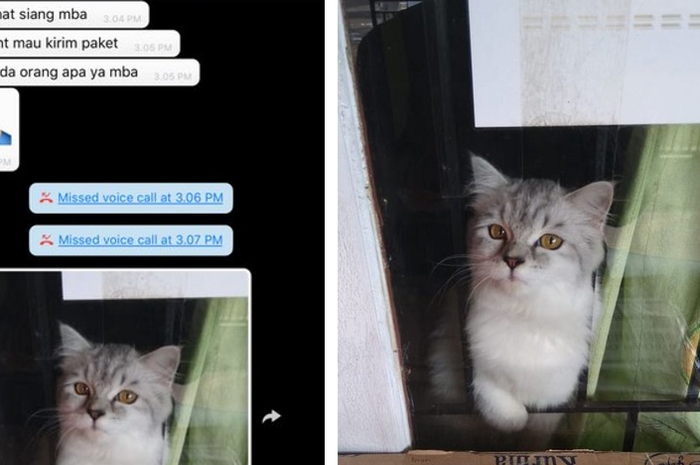Viral kucing 