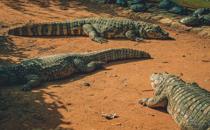 Arti mimpi tentang buaya