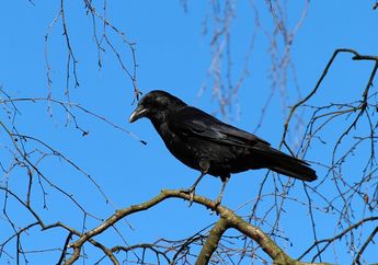 Arti Mimpi Burung Gagak Ternyata Tak Selalu Buruk, Menurut Primbon Jawa Konon Isyaratkan Keberhasilan dan Perubahan Hidup