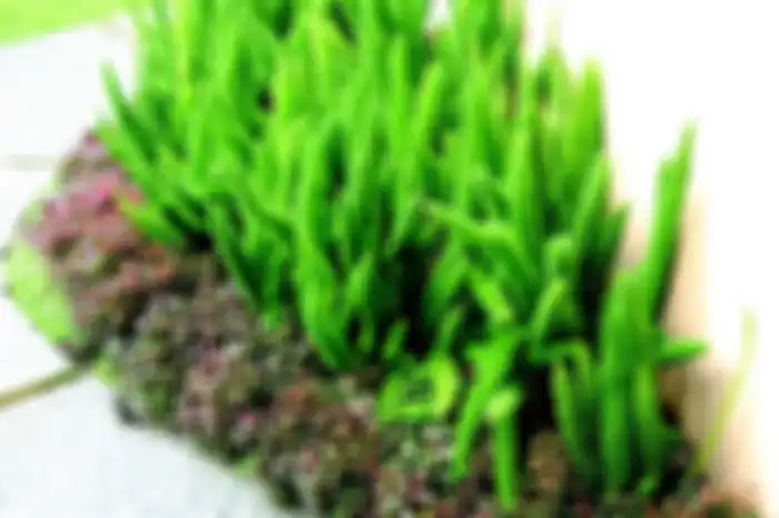 Asparagus meyeri atau tanaman ekor tupai, tak butuh banyak air.