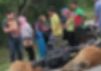 Ngeri, Biker Pemakai Ducati Koma Setelah Diinjak-injak Sapi 