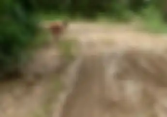 Motor Susah Lewat, Emak-emak Nekat Tanam Padi di Tengah Jalan Rusak