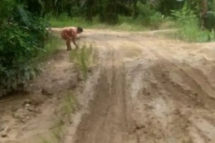 Lantaran motor susah lewat, soerang emak-emak menanam padi di tengah jalan rusak sebagai aksi protes. 