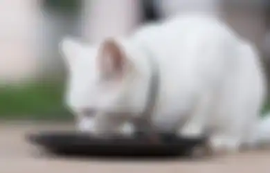 Hendak Kabur ke Pekanbaru, 3 Wanita yang Mencekoki Miras ke Kucing Diamankan