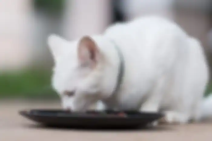 ilustrasi kucing