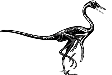 Natovenator