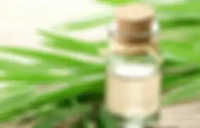 Bukan Diminum untuk Obat Covid, Ahli Tegaskan Minyak Kayu Putih Hanya Boleh Digunakan dengan Cara Ini, Hati-hati Bisa Luka Lambung