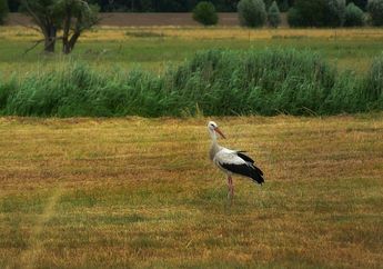 5 Arti Mimpi Bangau Putih, Selamat! Pertanda Akan Diterima Kerja dan Meraih Kesuksesan