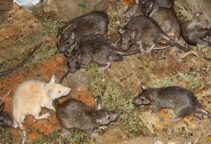Ada anggapan bahwa bertemu dengan tikus albino di tengah lautan tikus hitam dan cokelat dianggap dapat membawa keberuntungan.