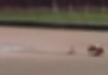 Ngerih! Video Detik-detik Marc Marquez Kecelakaan Horor di Sirkuit Mugello Saat Tes